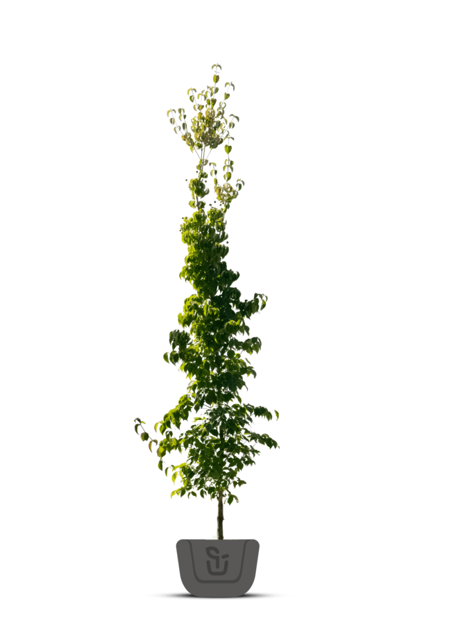 Chinese kornoelje |  Cornus k. Chinenses