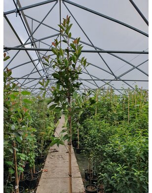 Photinia  fraseri Red Robin op stam