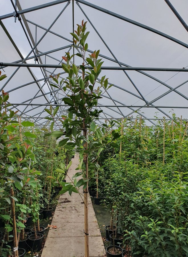 Photinia  fraseri Red Robin | boom