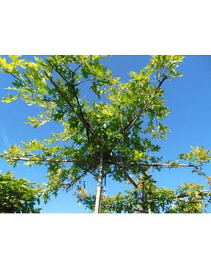 Moeraseik | dakboom | Quercus Palustris