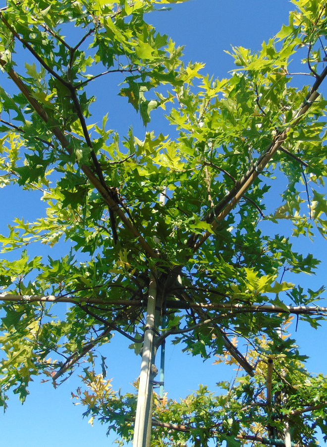 Moeraseik | dakboom | Quercus Palustris