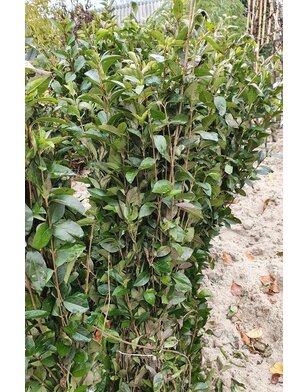 Liguster voor haag | Ligustrum Ovalifolium