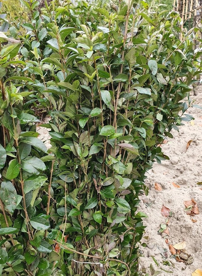 Liguster voor haag | Ligustrum Ovalifolium