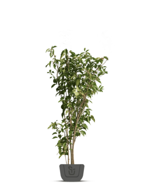 Meerstammig sierkers | Prunus serrulata Amanogawa