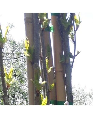 Meerstammig sierkers | Prunus serrulata Amanogawa