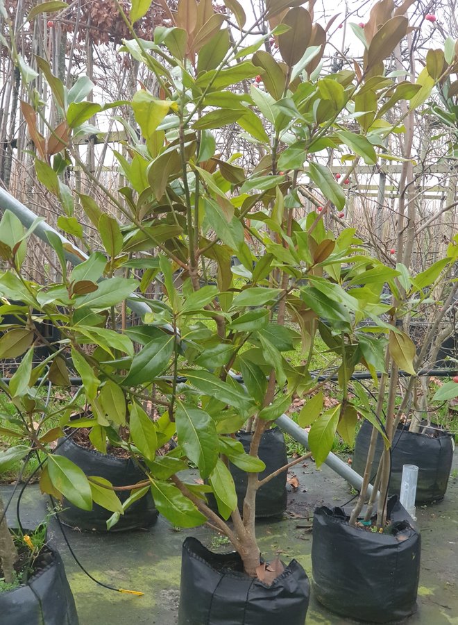 Magnolia struik | Magnolia grandiflora