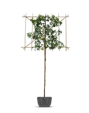 Amberboom als leiboom | Lei-Liquidambar styraciflua Worplesdon