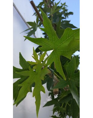 Amberboom als leiboom | Lei-Liquidambar styraciflua Worplesdon