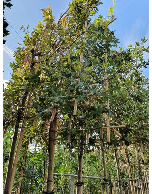 Steeneik als leiboom  | Lei-Quercus Ilex