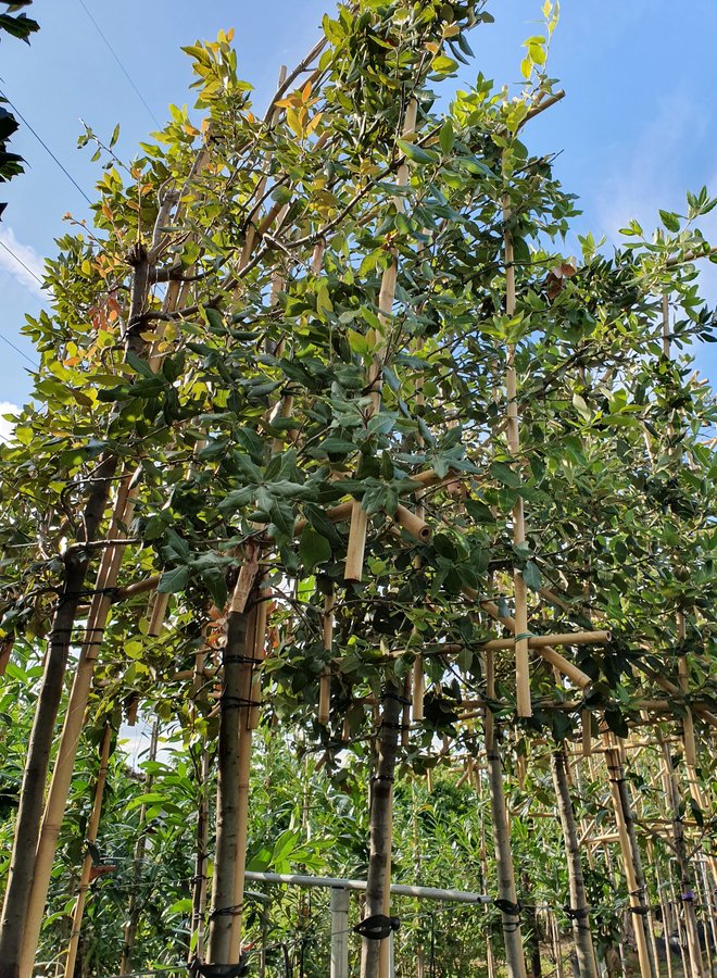 Steeneik als leiboom  | Lei-Quercus Ilex