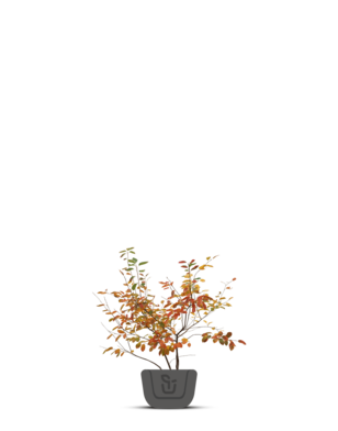 Krentenboom meerstammig | Amelanchier Lamarckii