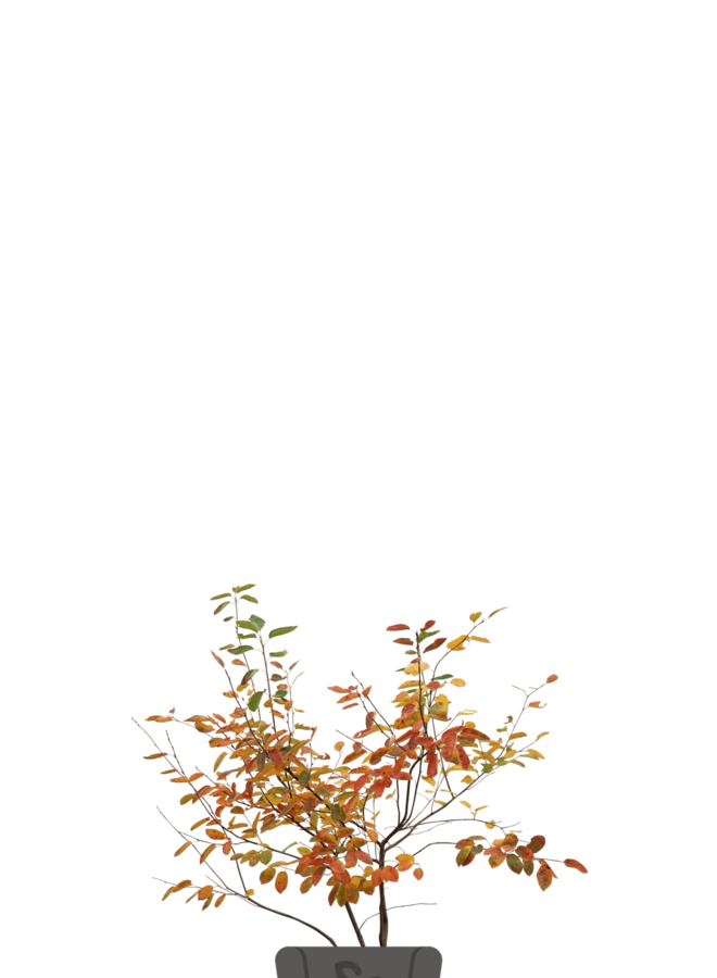 Krentenboom meerstammig | Amelanchier Lamarckii