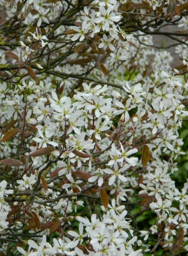 Krentenboom meerstammig | Amelanchier Lamarckii