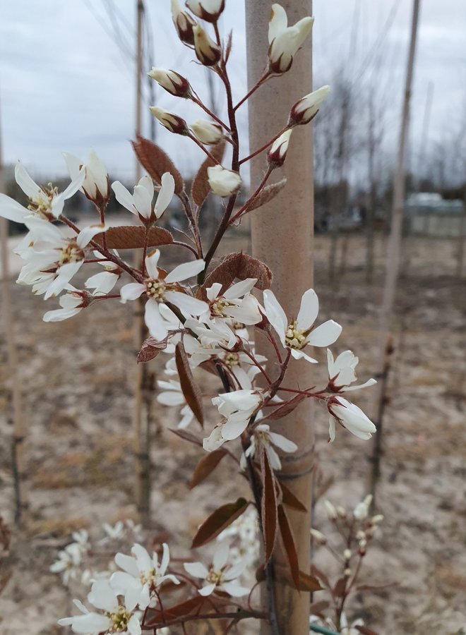 Krentenboom meerstammig | Amelanchier Lamarckii