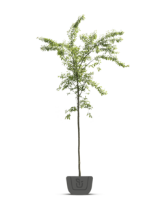 Japanse sierkers | Prunus Accolade