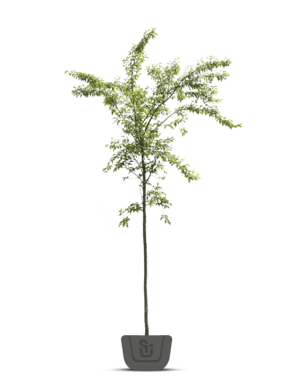 Japanse sierkers | Prunus Accolade