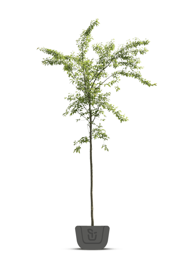 Japanse sierkers | Prunus Accolade