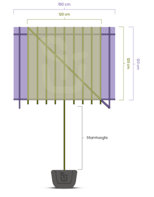 Glansmispel als leiboom | Photinia fr. Red Robin
