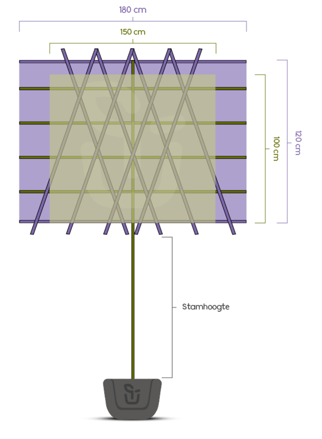 Leilinde | Tilia europea Pallida