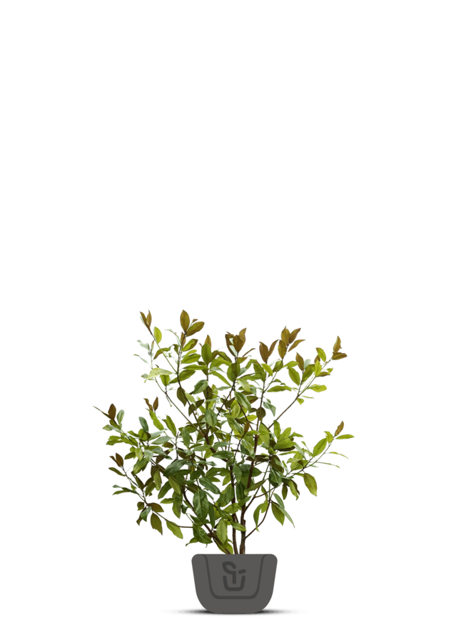 Magnolia struik | Magnolia grandiflora