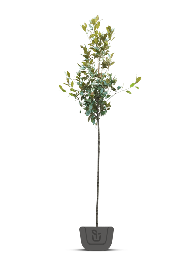Wintergroene Magnolia grand. Galissoniere - boom
