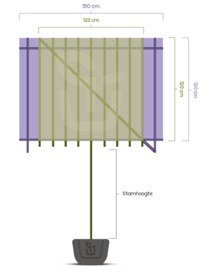 Olijfwilg leiboom | Elaeagnus ebbingei
