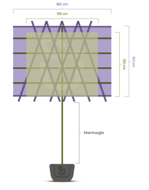 Luisvrije linde als leiboom | Tilia platyphyllos