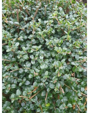 Liguster op stam | Ligustrum Delavayanum