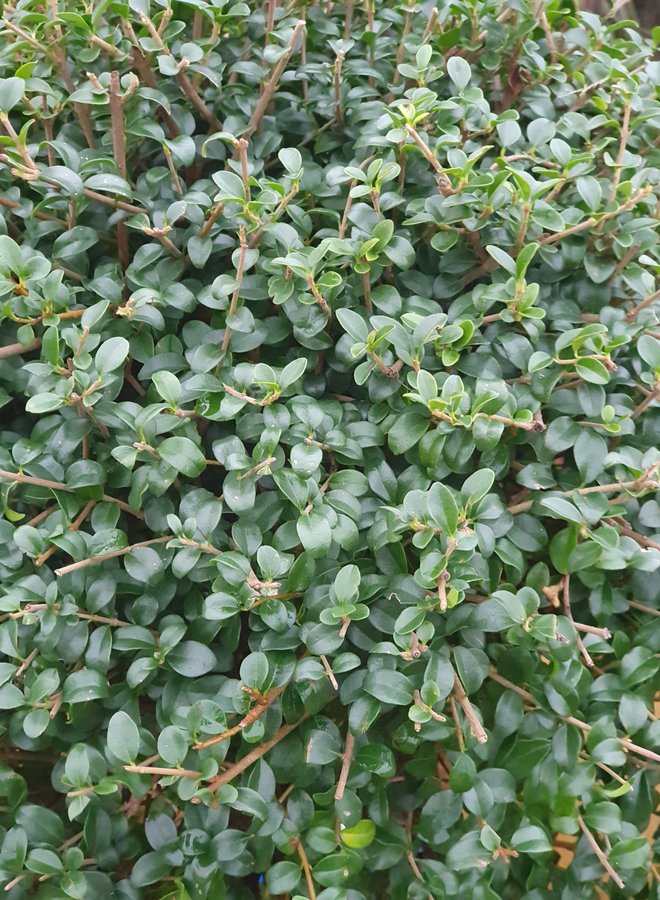 Liguster op stam | Ligustrum Delavayanum