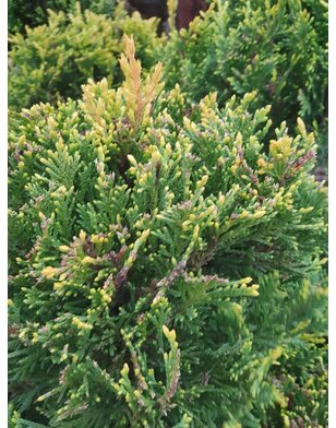 Ponpon conifeer | Cupressocyparis l. Castlewellan Gold