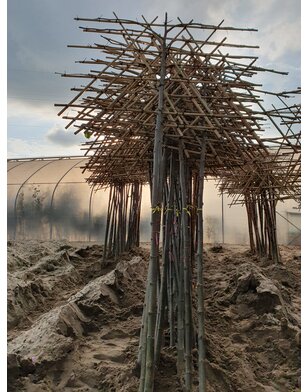 Leilinde | Tilia europea Pallida