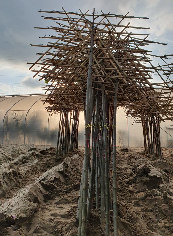 Leilinde | Tilia europea Pallida