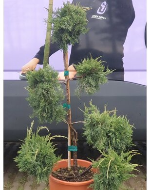 Ponpon Jeneverbes | Juniperus Pfitzeriana  Aurea