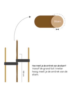 Glansmispel als leiboom | Photinia fr. Red Robin