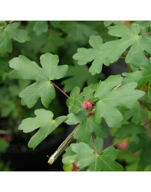 Veldesdoorn | Acer campestre Nanum | bolboom