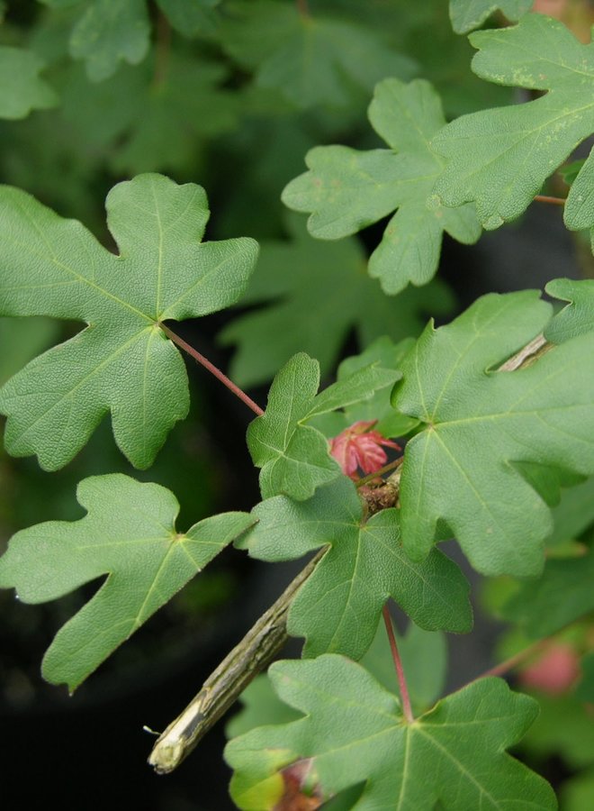 Veldesdoorn | Acer campestre Nanum