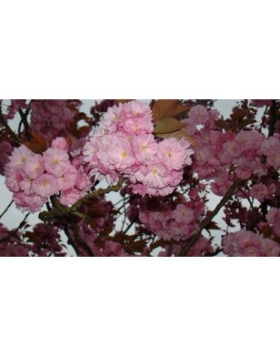 Japanse leisierkers | Prunus ser. Kanzan | leiboom
