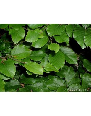 Groene beuk in boogvorm  | Fagus sylvatica