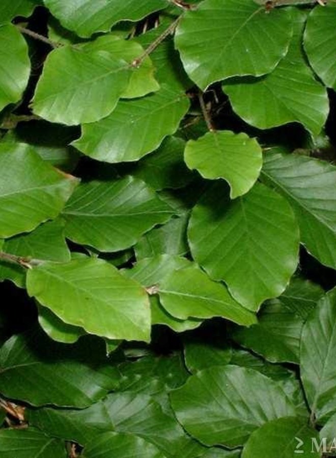 Groene beuk in boogvorm  | Fagus sylvatica