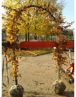 Groene beuk in boogvorm  | Fagus sylvatica