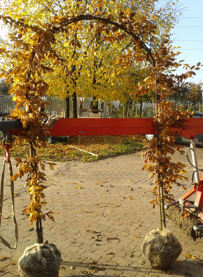 Groene beuk in boogvorm  | Fagus sylvatica