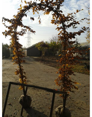 Haagbeuk in boogvorm | Carpinus betulus Fastigiata