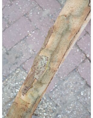 Gomboom | Eucalyptus Gunnii