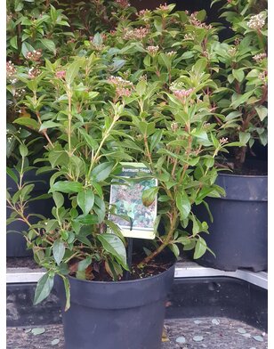 Sneeuwbal | Viburnum tinus