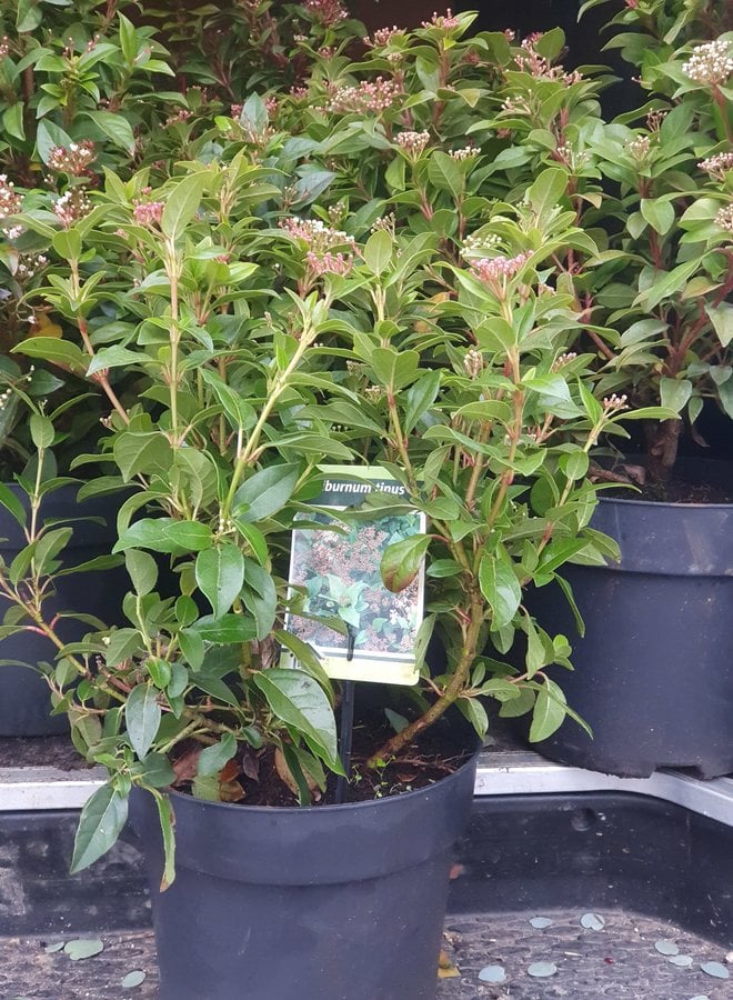 Sneeuwbal | Viburnum tinus