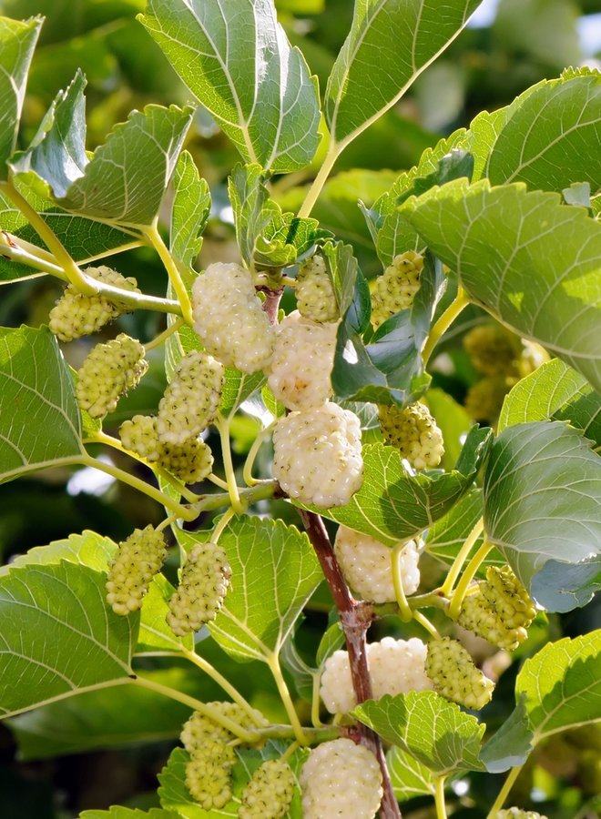 Lei-moerbei | Morus alba | leiboom