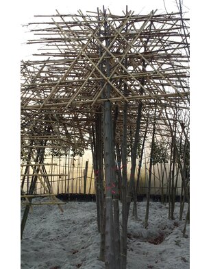 Kleinbladige leilinde | Tilia cordata Greenspire