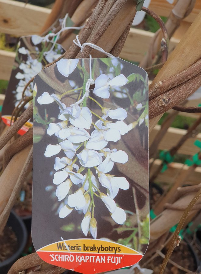 Witte regen | Wisteria in soorten