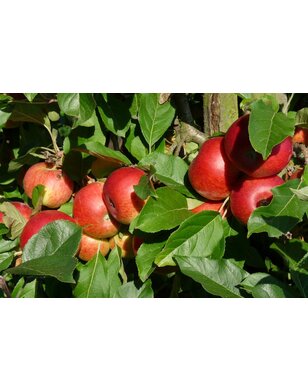 Oude fruitboom | Malus domestica Elstar