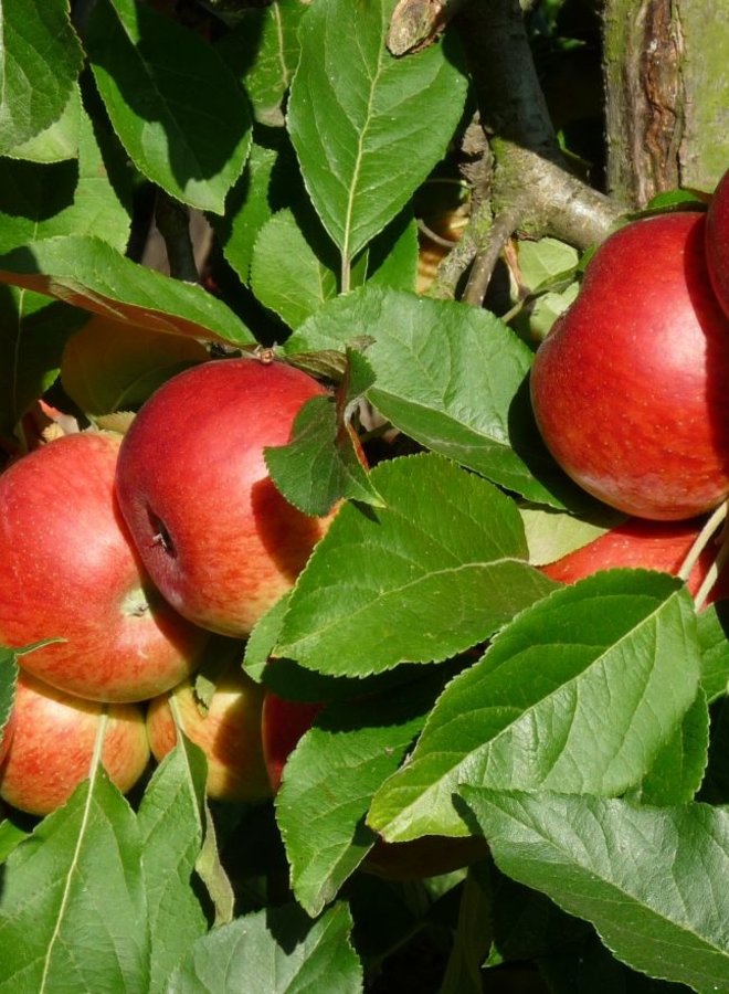 Oude fruitboom | Malus domestica Elstar
